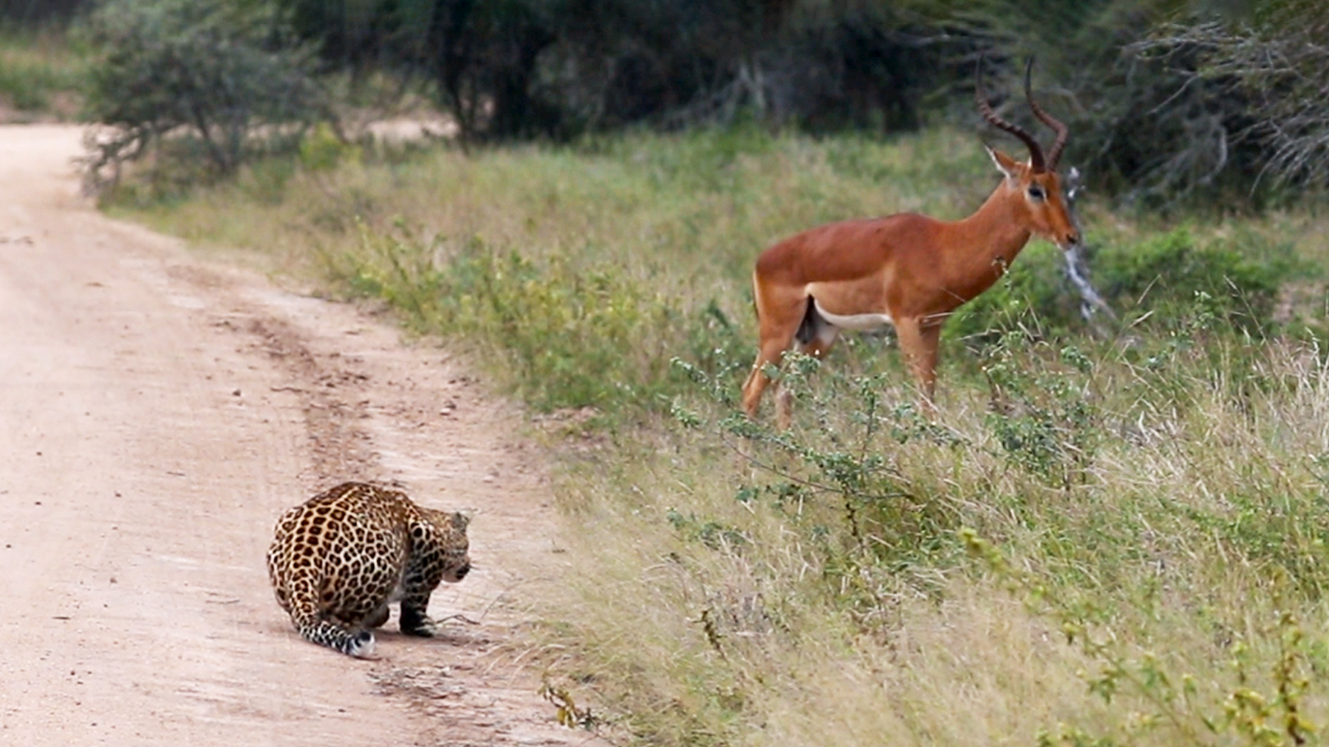 Large Leopard Ambushes Unaware Impala On Kruger Road