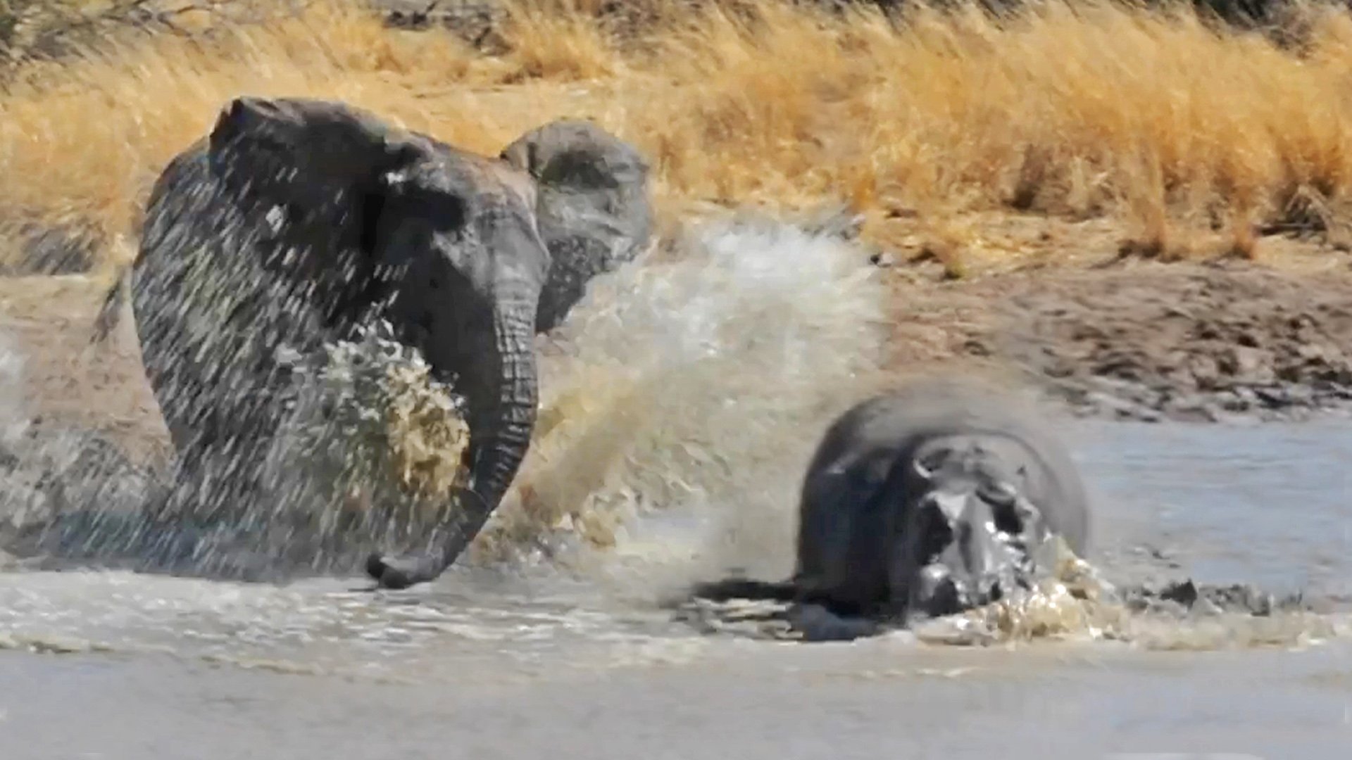 Hippo VS Elephant Waterhole Battle