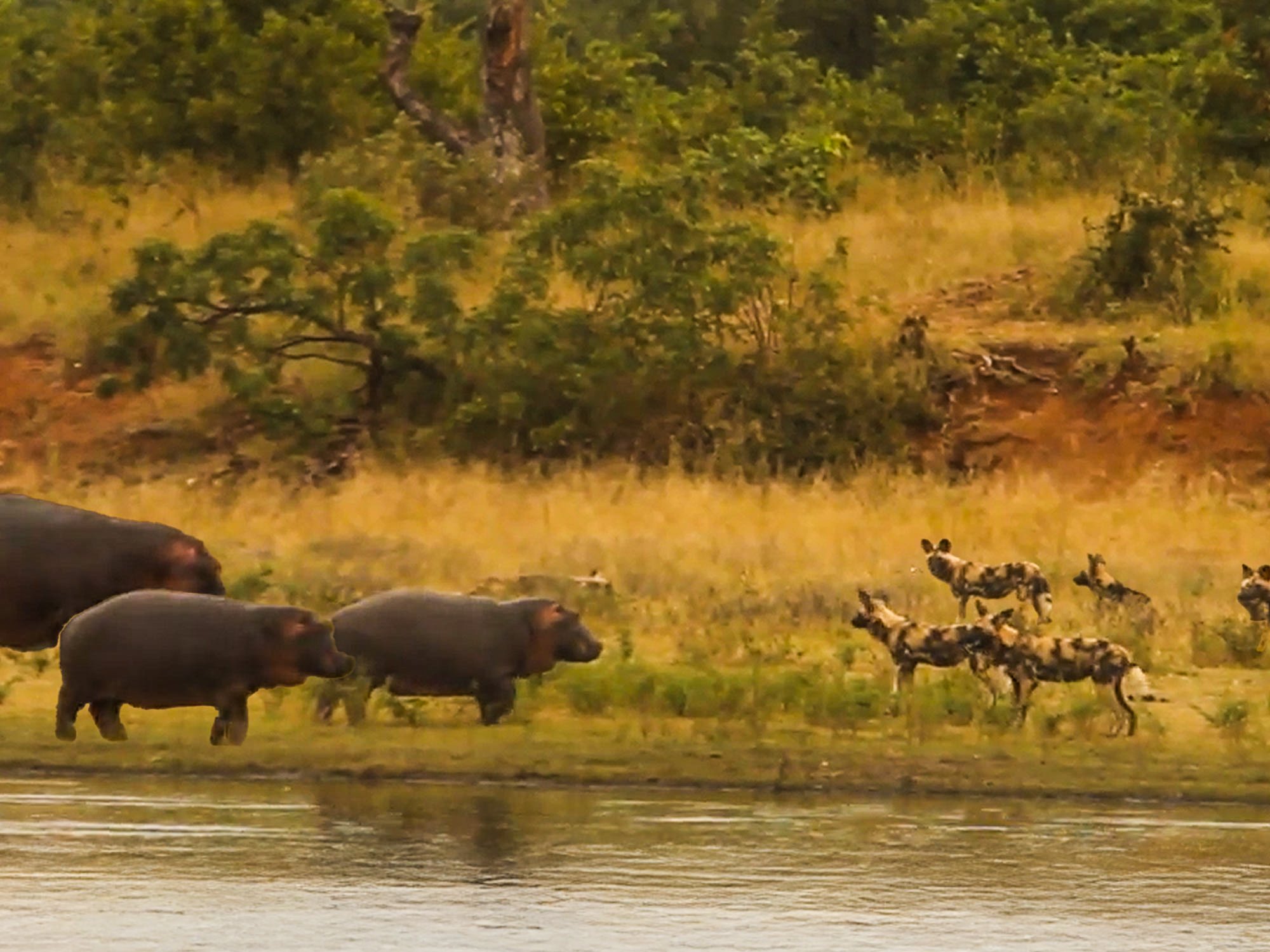 Wild Dogs vs Hippo In Unforgettable Confrontation
