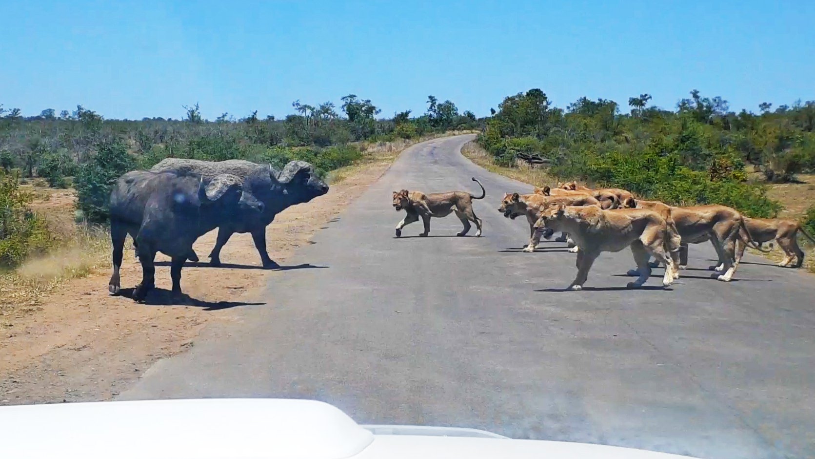 20 Lions Chase 2 Buffalo Across Busy Safari Road