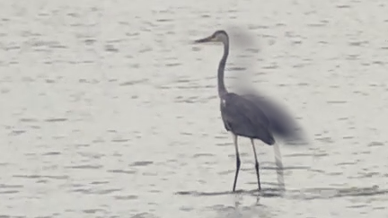Heron Surfing Kruger Style Amazes Safari Visitors