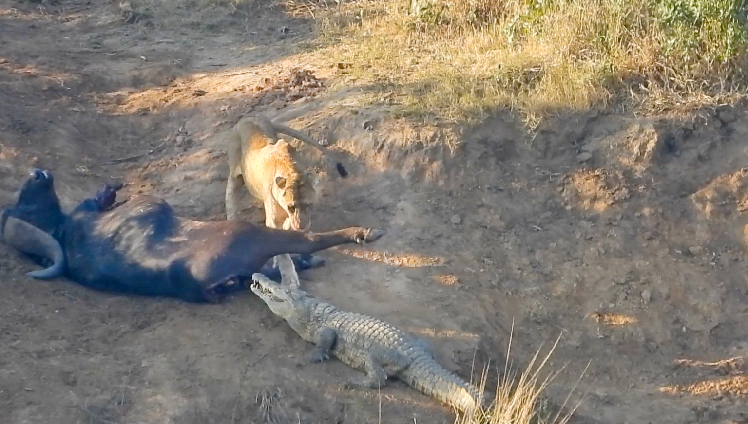 Crocodiles Patiently Wait For Lions To Leave A Buffet