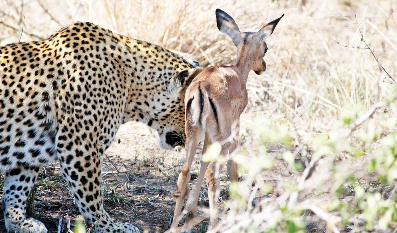 Leopard Lies Down With Impala In Bizarre Safari Moment