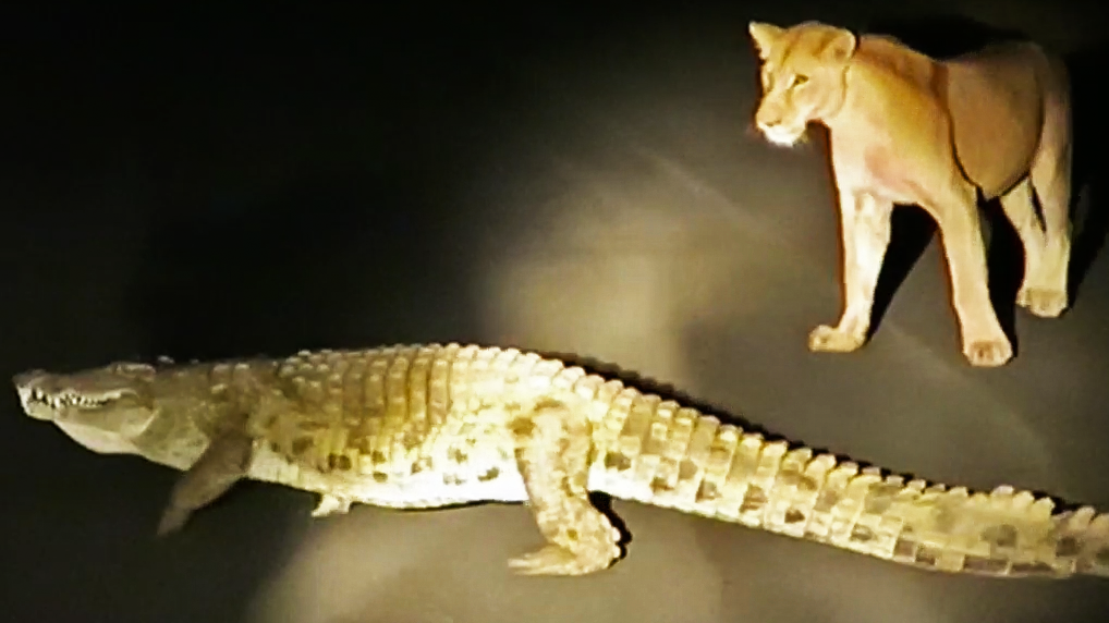 Watch: Crocodile Tries To Steal Lion’s Fresh Kill