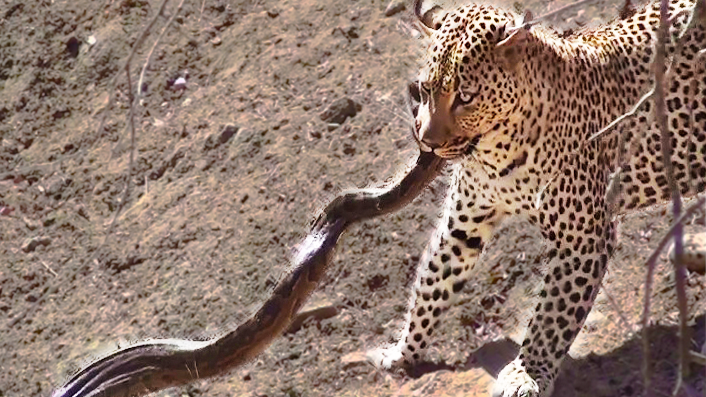 Leopard Attacks Large Python Basking Under The Sun