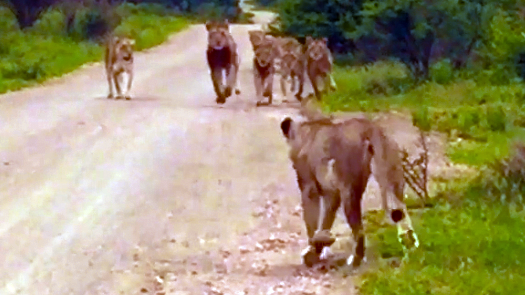 Watch: Lioness Reunites With Pride After Separation