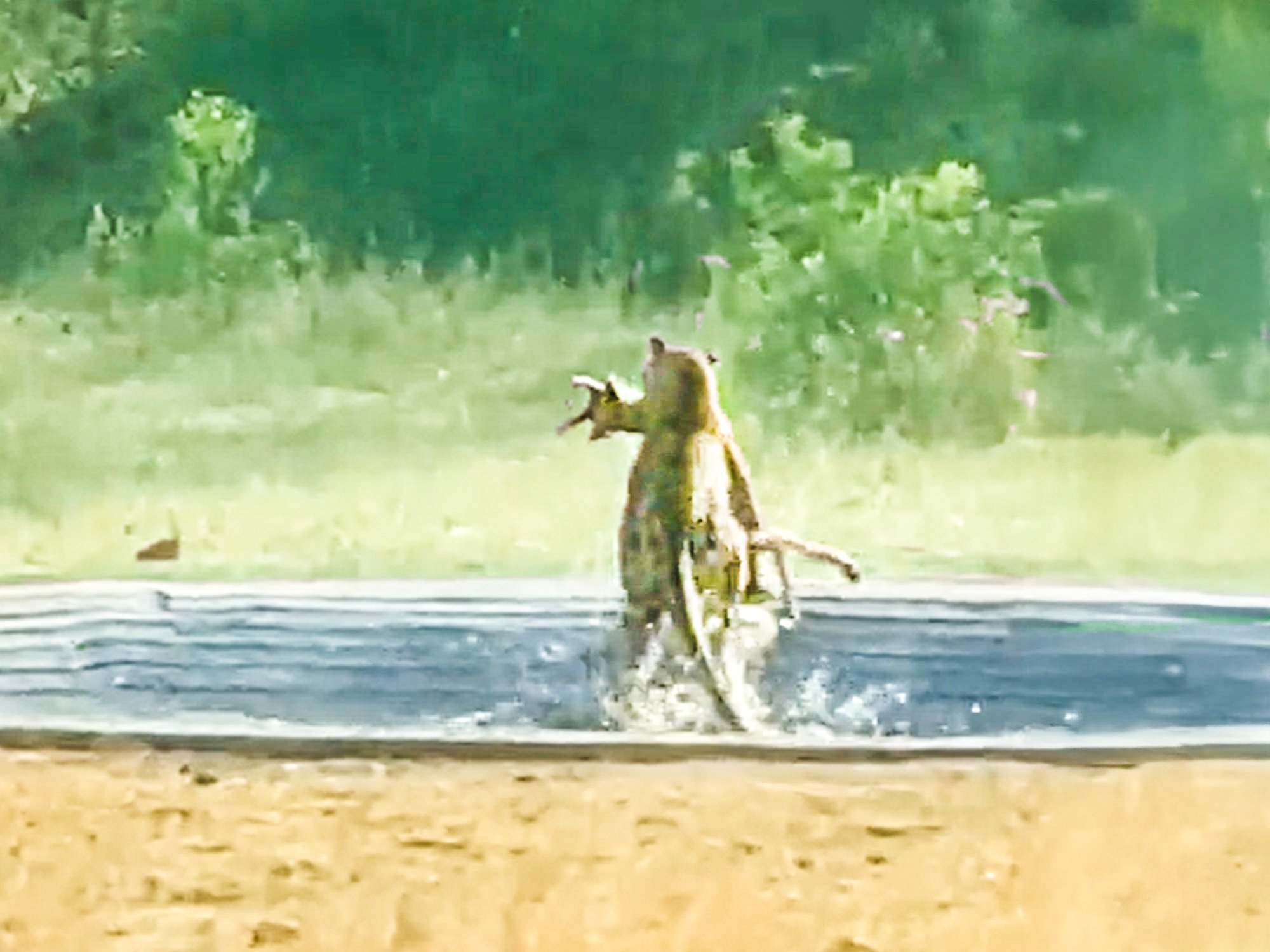 Unlucky Impala Stuck In A Waterhole And Hunted By A Leopard