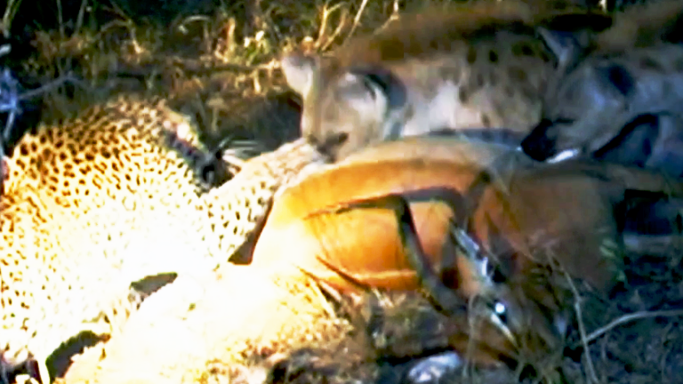 Hyenas Dominate Leopard And Steal Its Kill