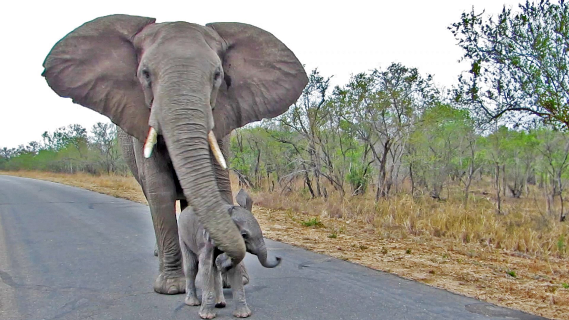 Mother Elephant Shields Calf From Approaching Tourists
