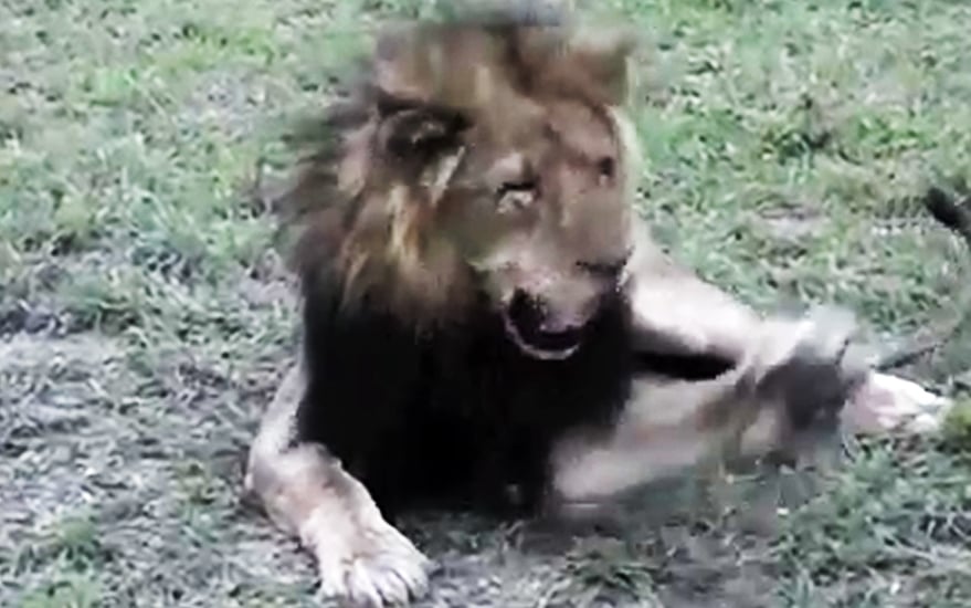 Watch Huge Lion Get Annoyed By Tiny Fly