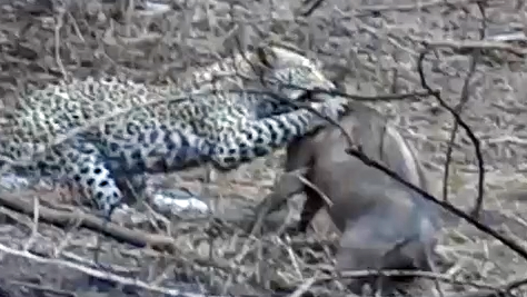 Leopard’s Hard-Earned Kill Stolen By Opportunistic Lion