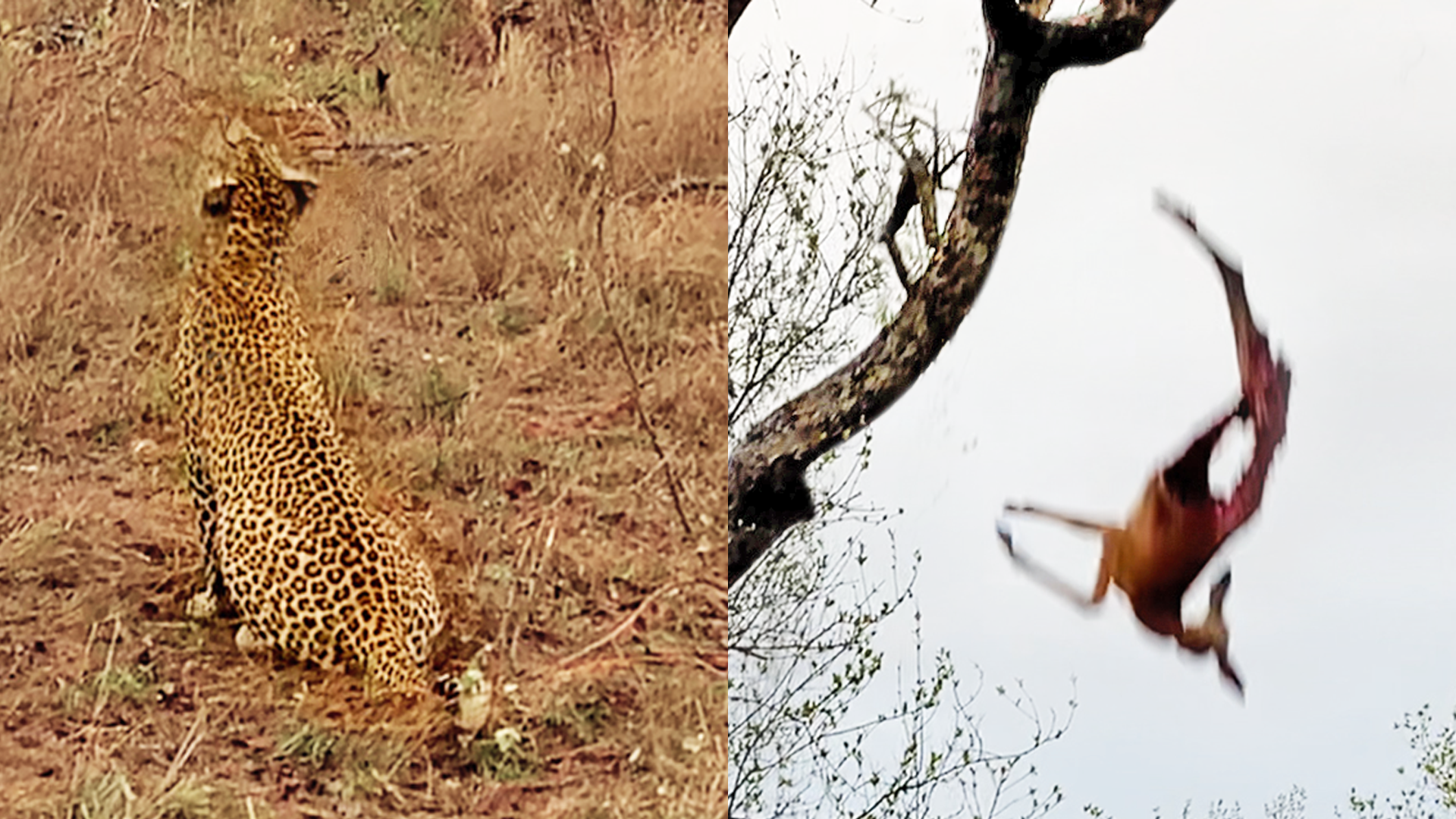Leopard Cub Fumbles Mom’s Hard-Earned Kill From Tree