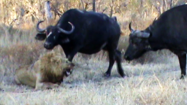 Buffaloes Stop Lions From Killing Rival Lion