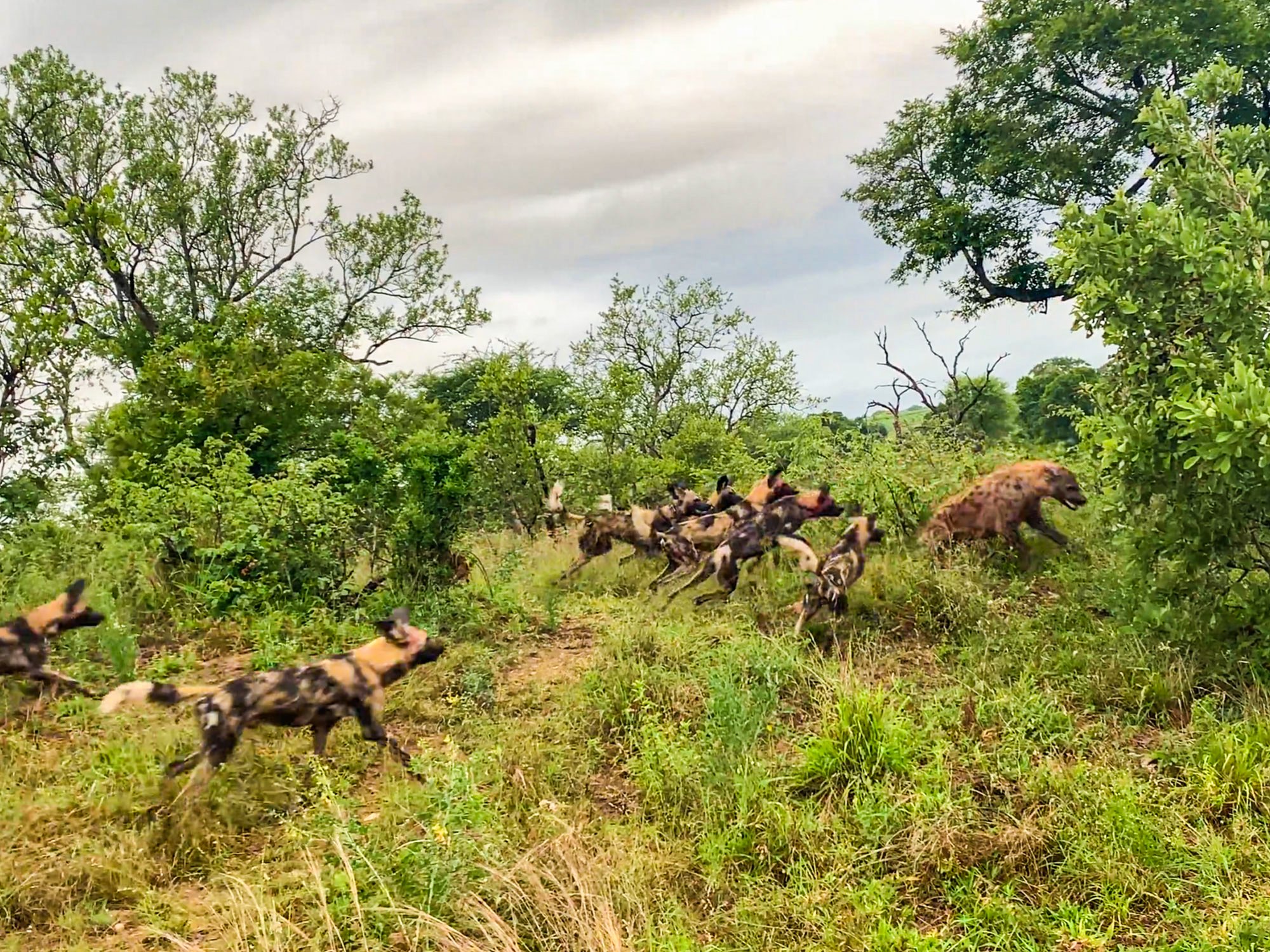 Wild Dogs Clash With Hyena Over Stolen Meal