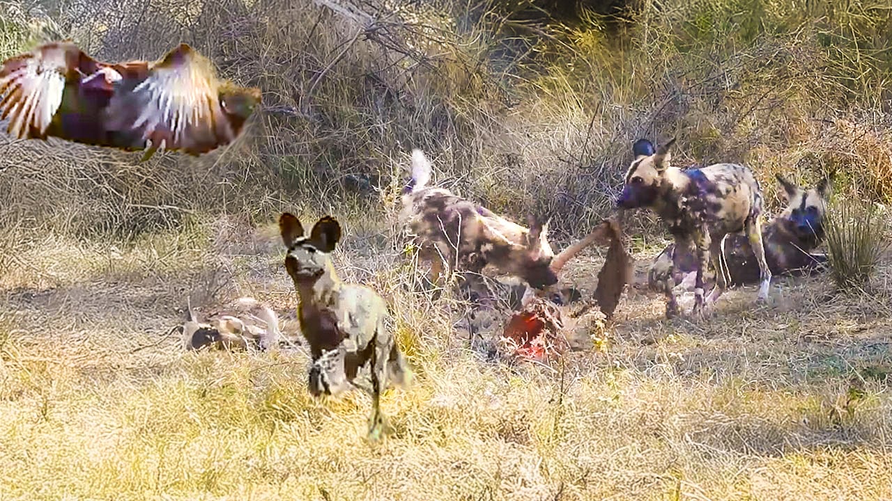 Wild Dogs Defend Kill From Hyena, Vultures, and Eagle 