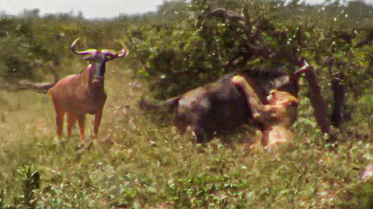 Wildebeest Victim Of A Flawless Lion Hunt