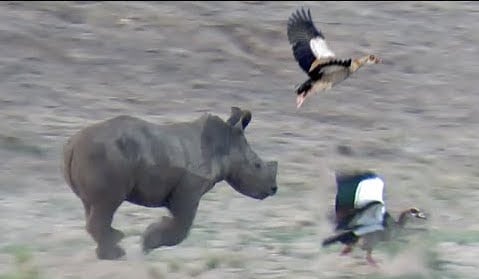Watch: Baby Rhino Stands Up To Persistent Birds