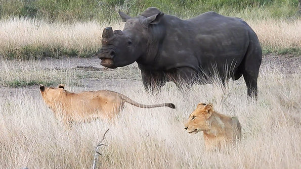Massive Black Rhino Takes On Unsuspecting Lion Pride