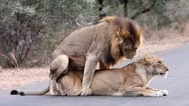 Lions Mating On Safari Road Stun Tourists
