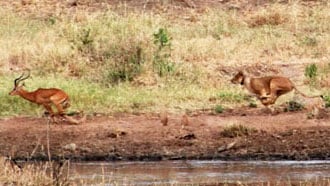 Watch: Lions Hunt Herd Of Impalas In Coordinated Attack 