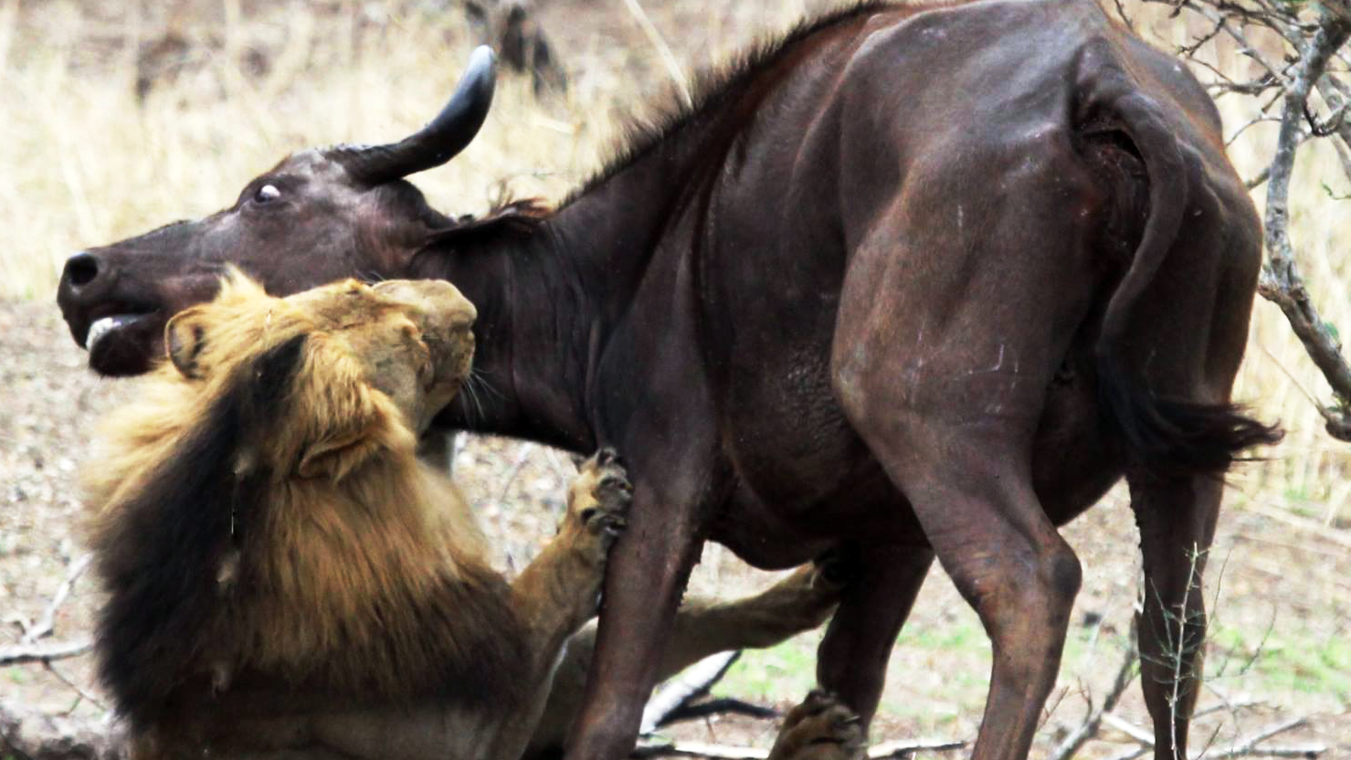 Watch: Male Lions Capture Buffalo Mother And Calf 