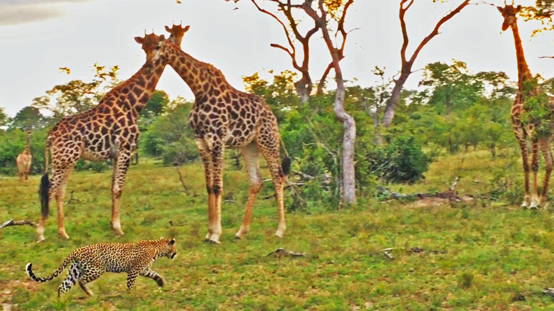 See Leopard And Giraffe In Tense Stand-Off