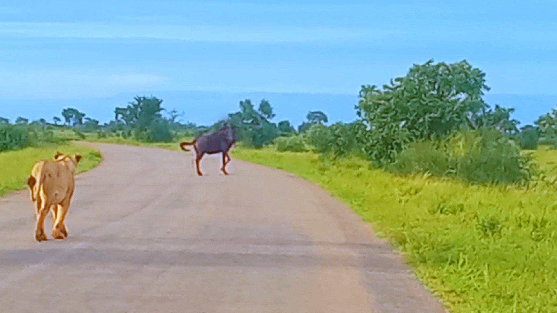 Lion Attempts To Take Down Mighty Wildebeest