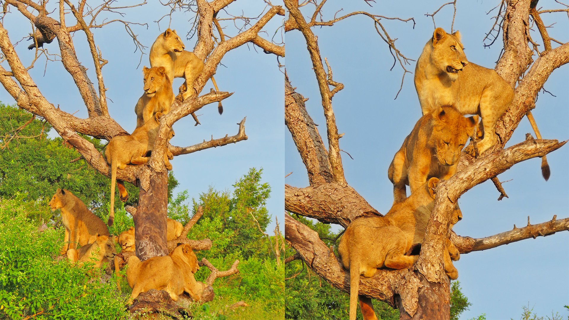 Lions Climb Trees To Escape Rising Floodwaters