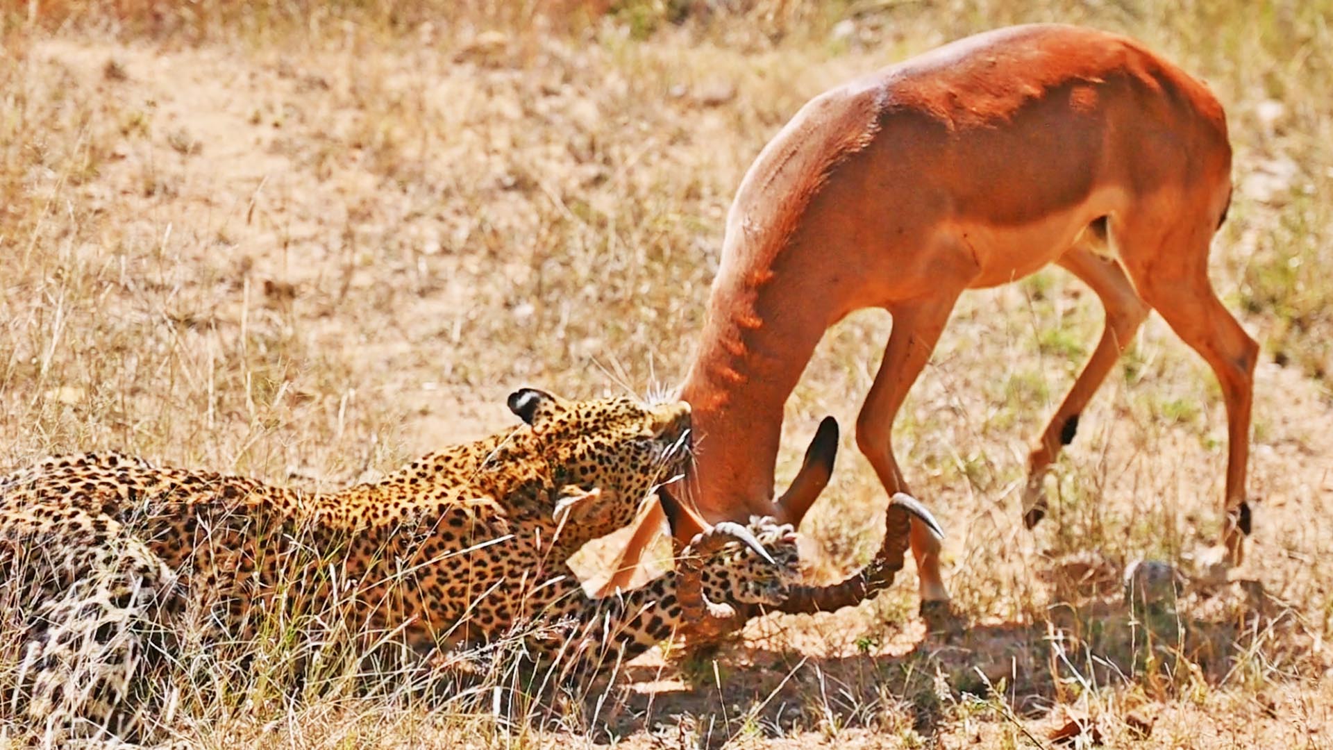 Lions Hear Leopard Fight, Steal The Buck