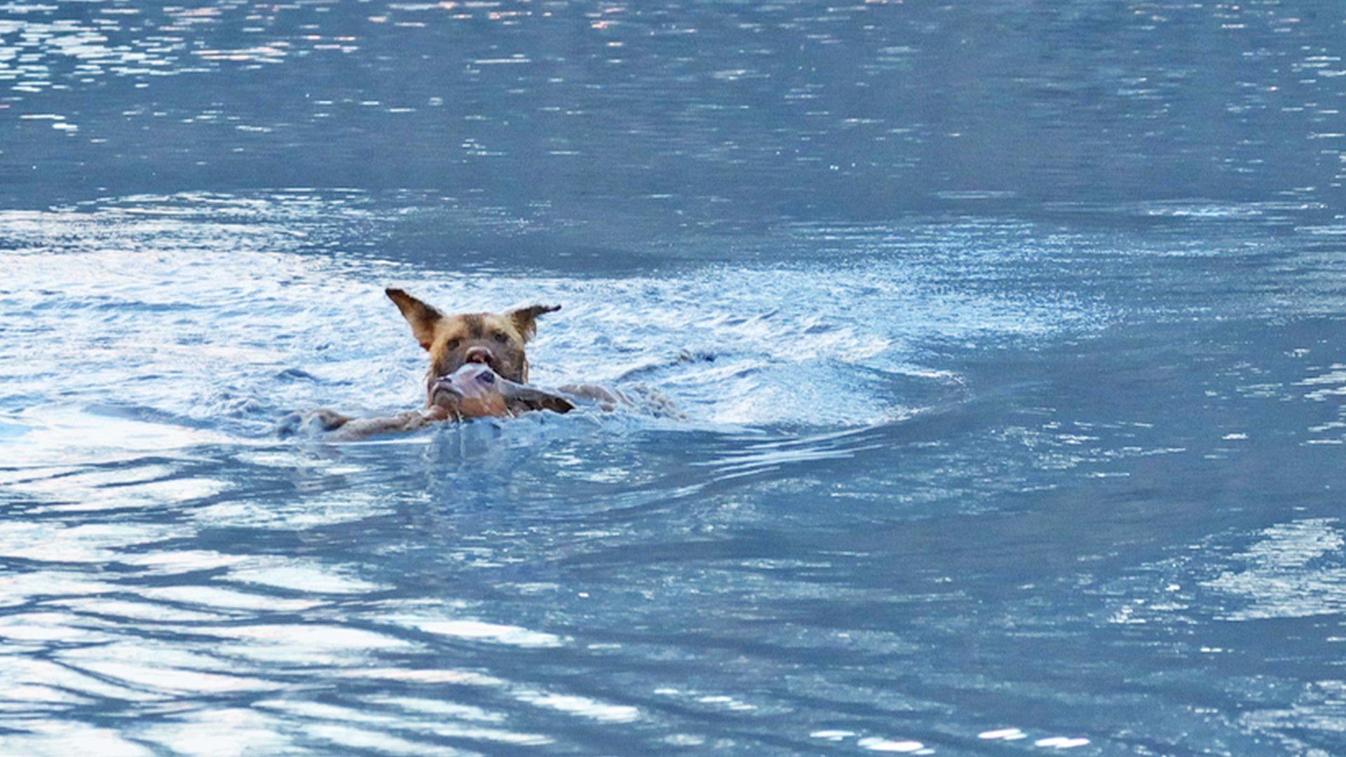 Wild Dogs Kill Impala In Swift Attack
