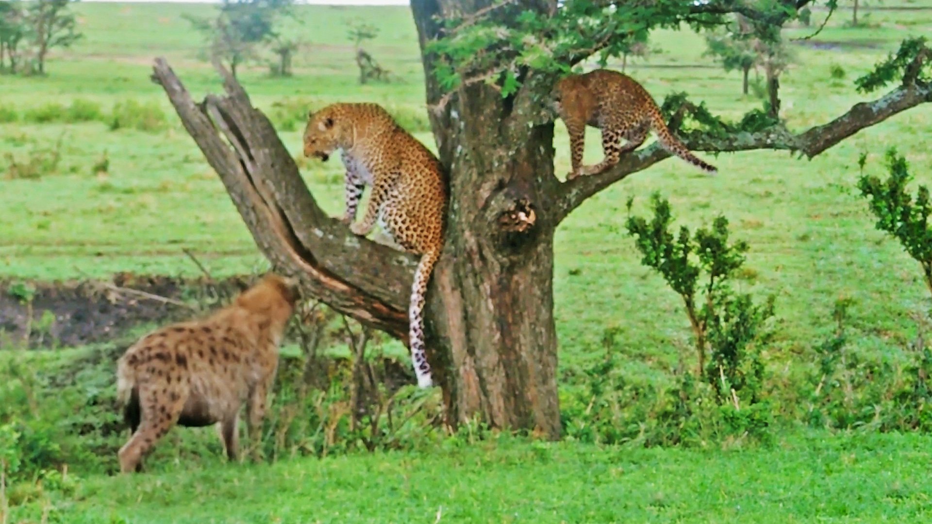 Hyena Forces Leopard Cub Up Tree For Safety