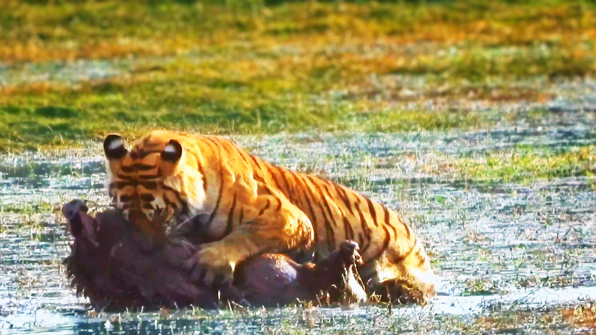See Tiger Ambush Massive Boar