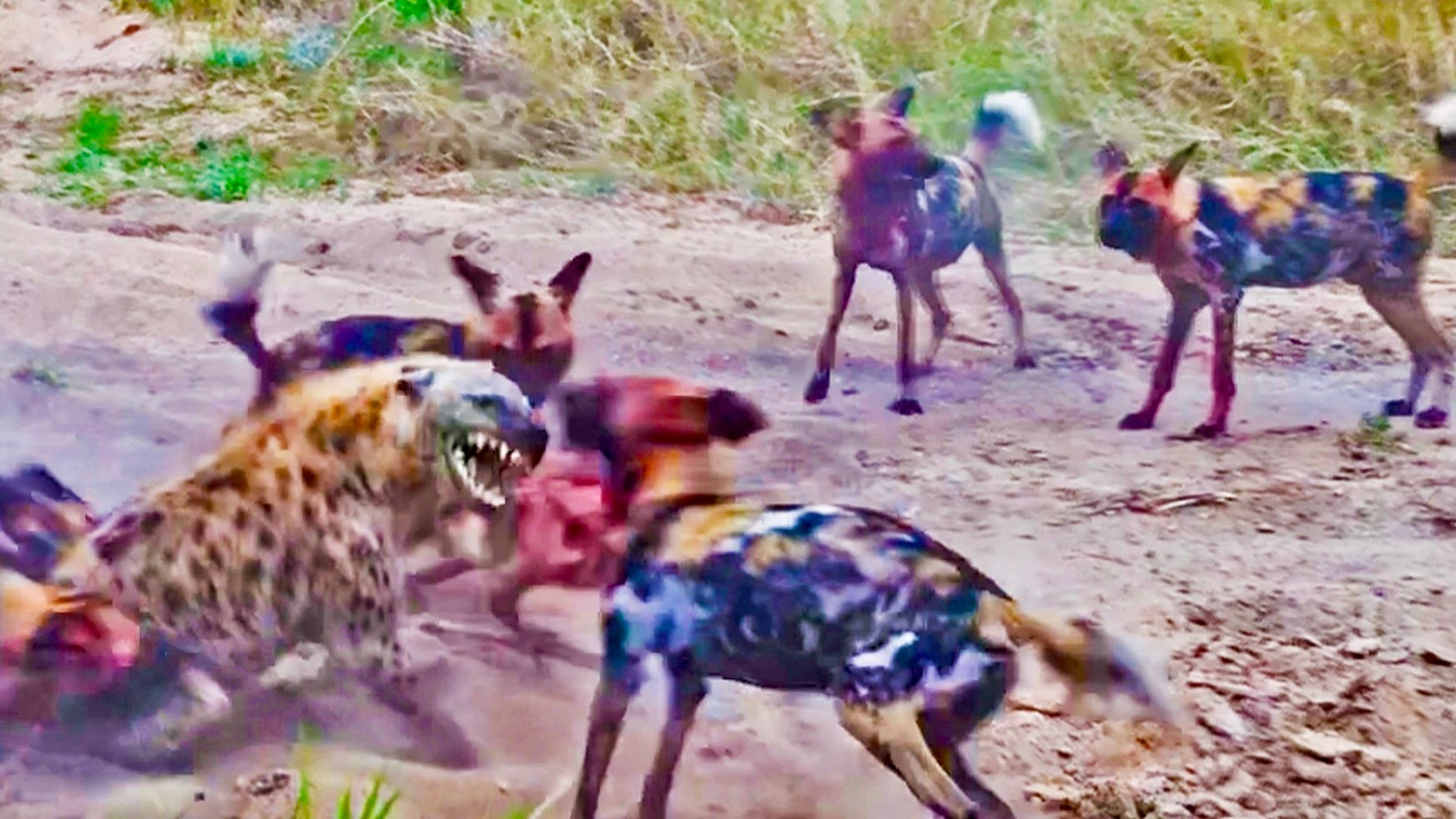 Wild Dogs Nip Hyena Right On Butt