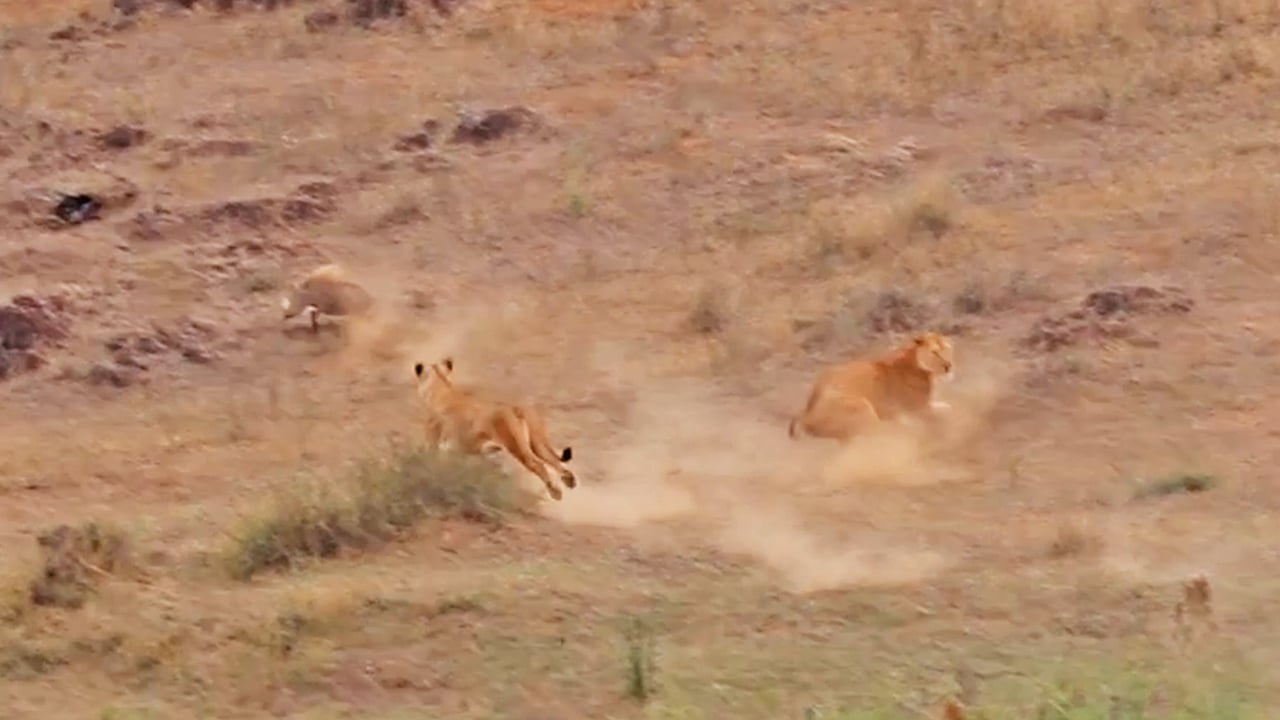Lions Catch Warthog In Lightning Attack