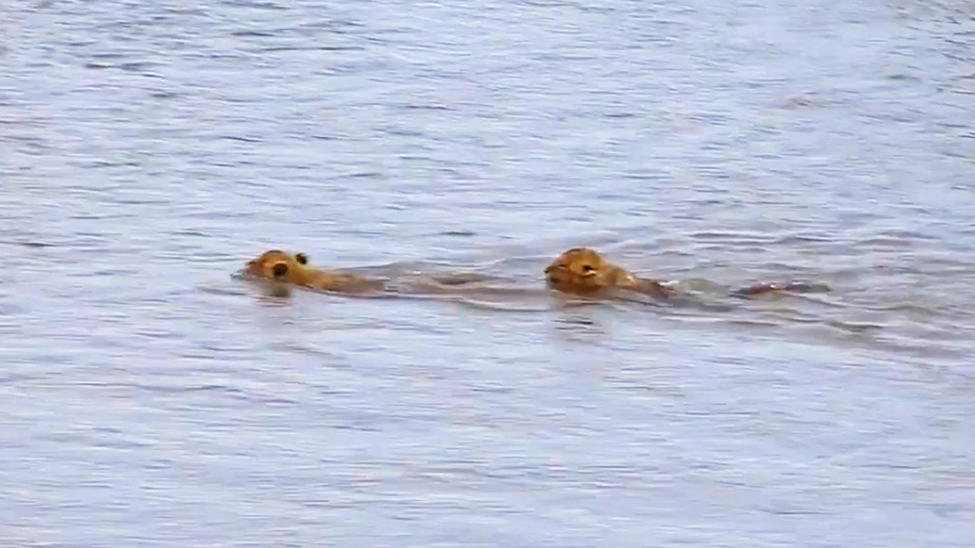 Lion Cubs Cross Croc Waters To Reach Mom