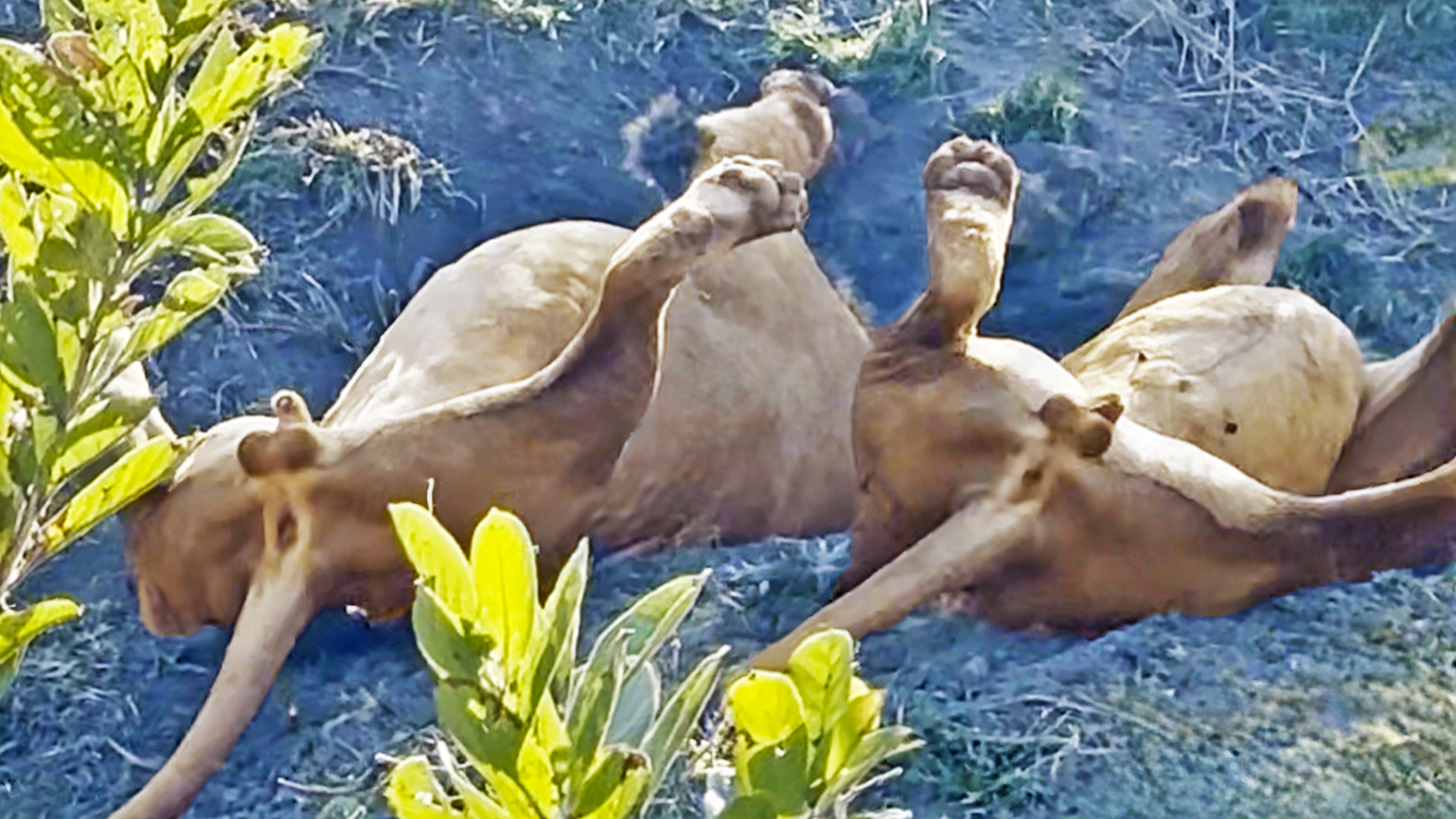 Two Lions Dig Frantically For Warthog