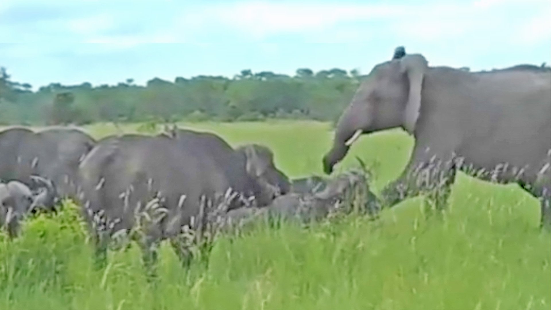 Buffalo Strikes Back After Head Kick