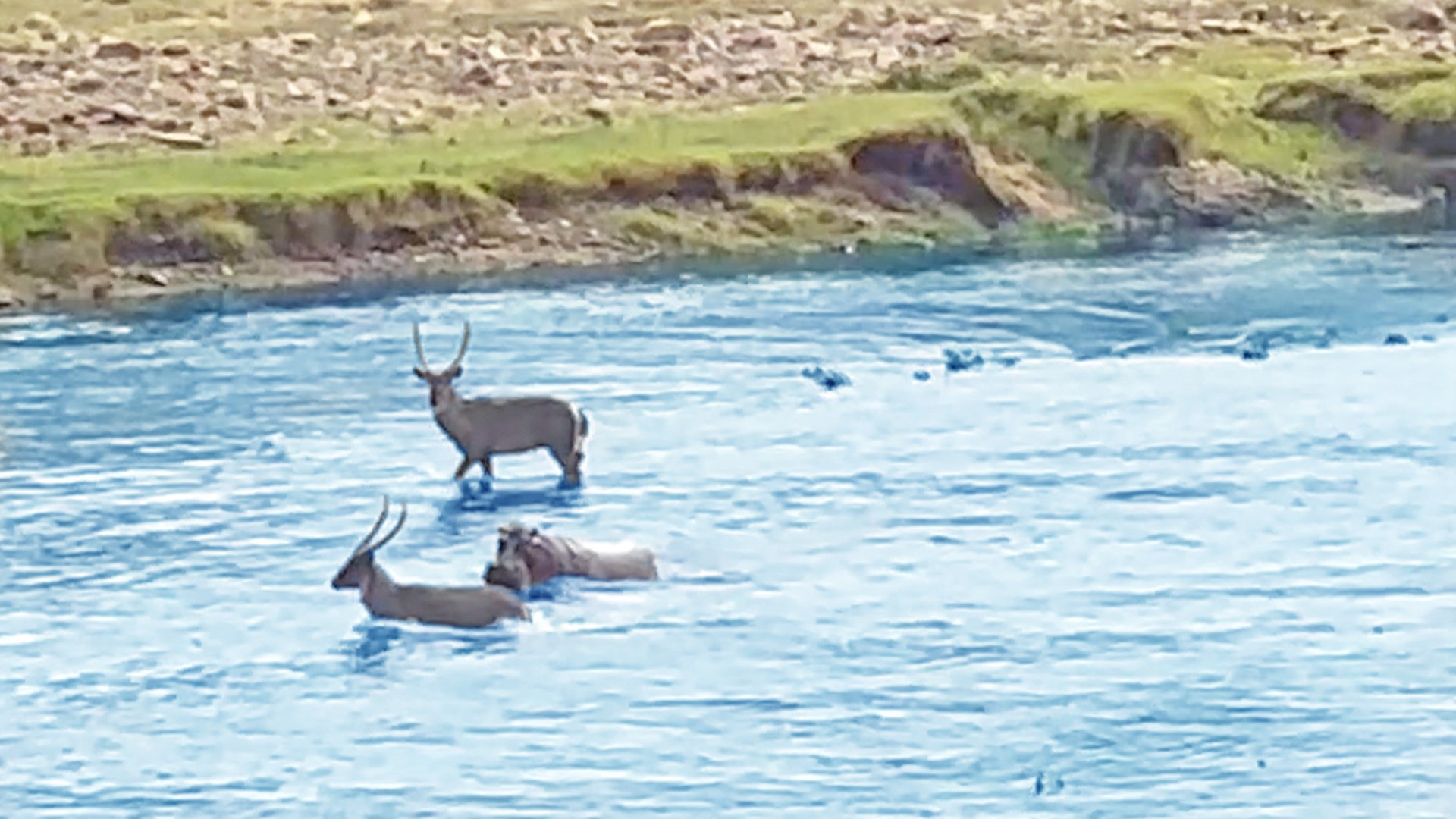 Hippo Chases Waterbuck From Crocodile River