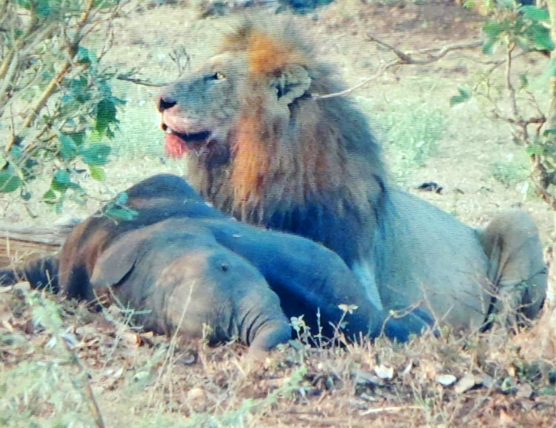 Male Lions Feed Off Baby Elephant Carcass