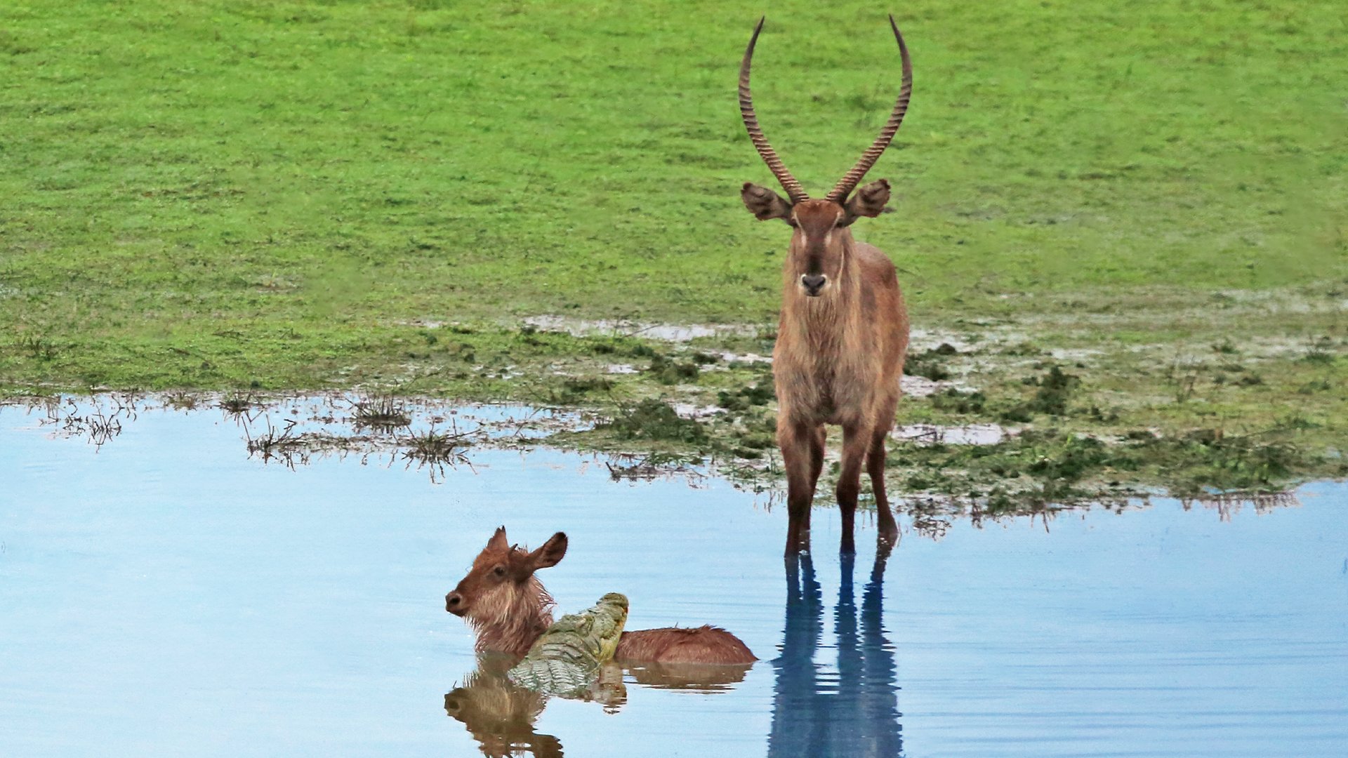 Heartless Buck Throws Baby Back into Crocodile’s Jaws After it Escaped