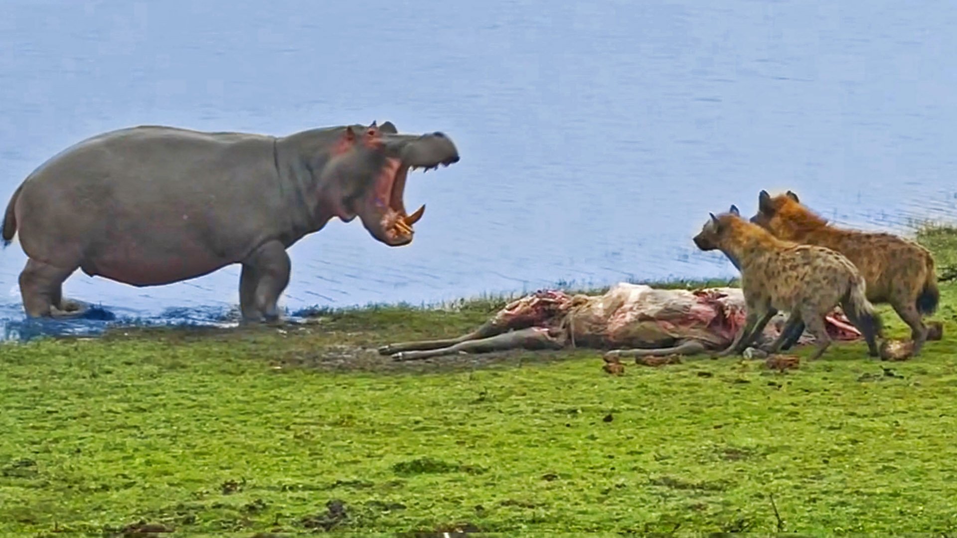 See Angry Hippo Chase Hyenas With Stolen Buck