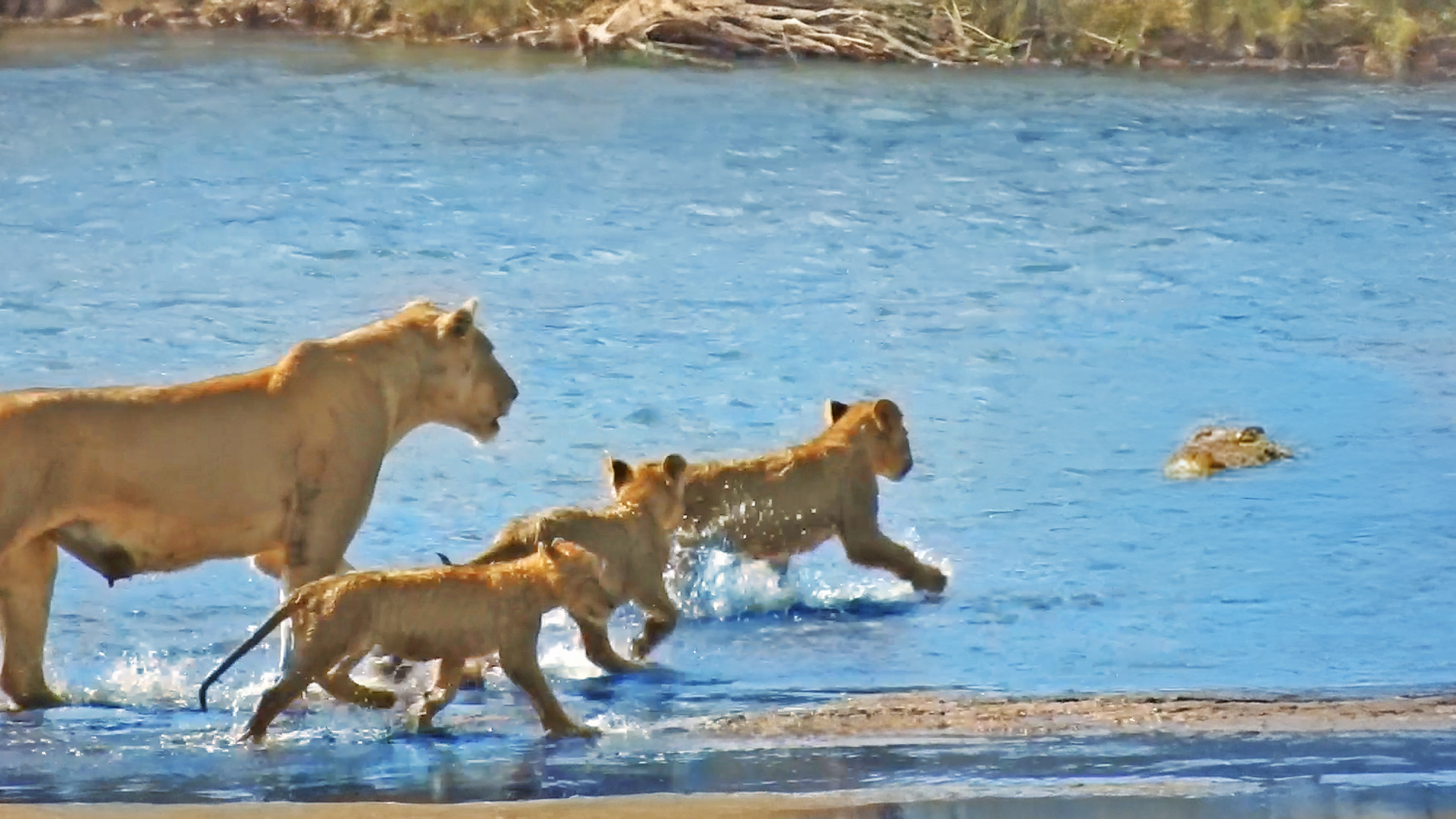 Moment Croc Ambushes Lion Cub In Front Of Lioness