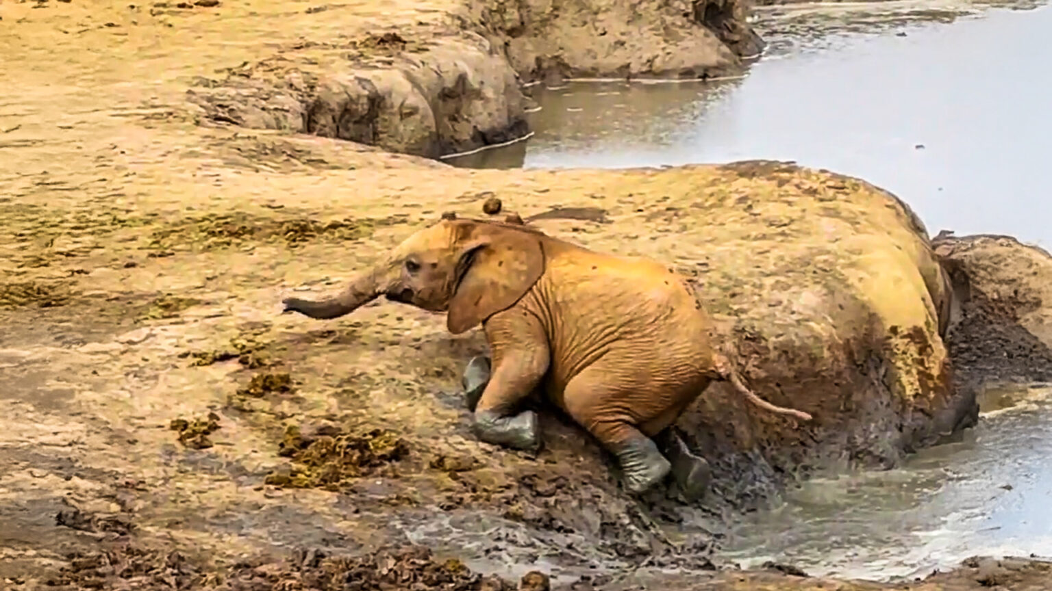 Sticky Elephant Baby Elephant Struggles in Sticky Mud