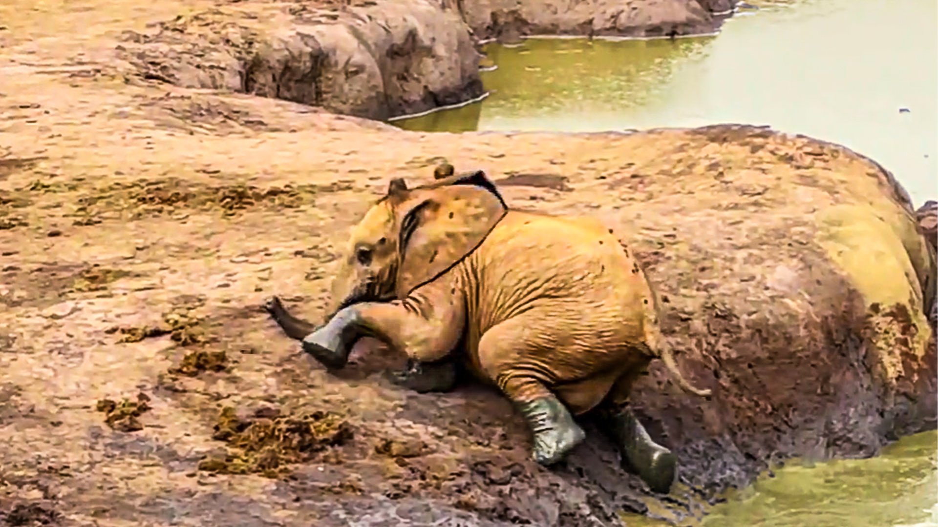 Baby Elephant Struggles in Sticky Mud