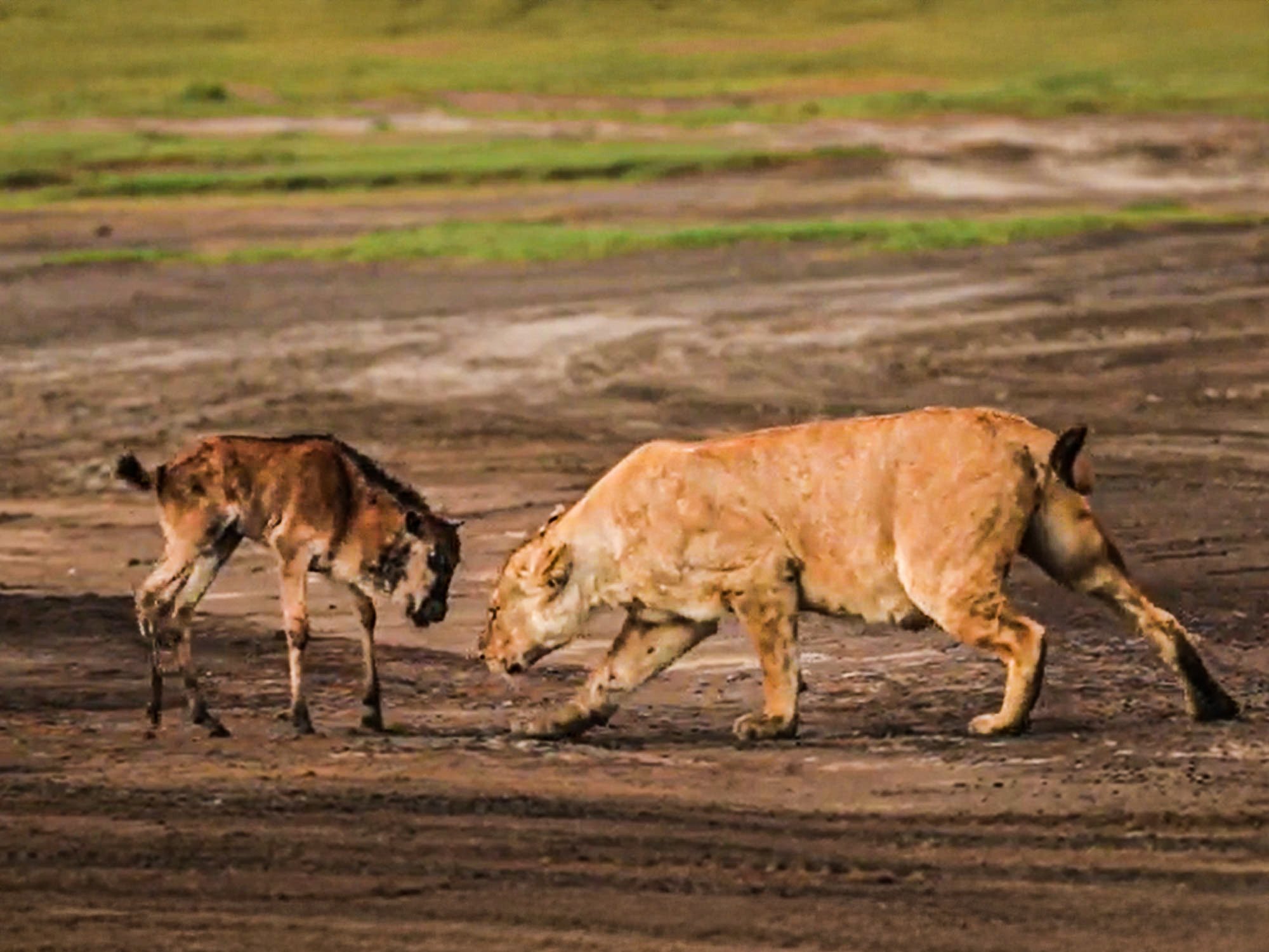 Baby Wildebeest Fights Back Against Hungry Lions