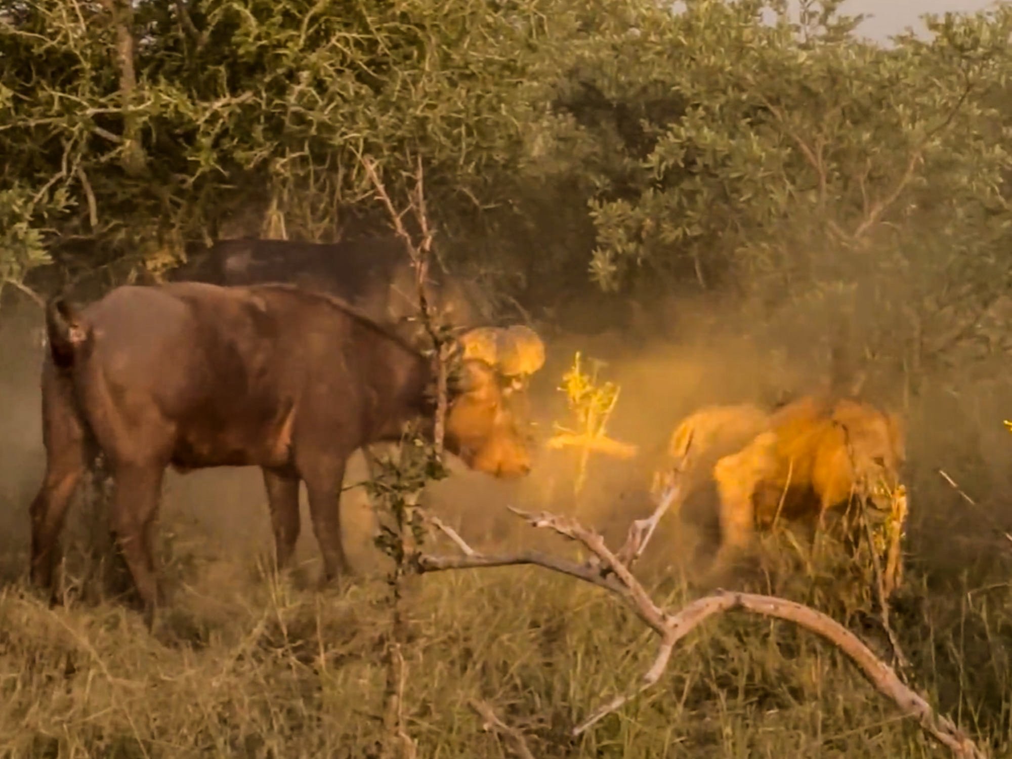 Buffalo Herd Saves Member From Lion Attack