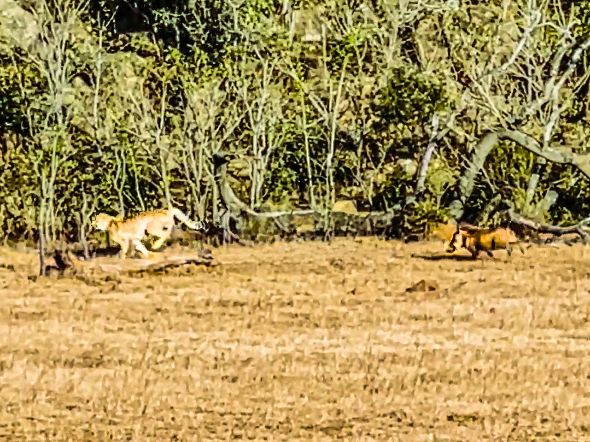 Hunter Becomes Hunted In Dramatic Role Reversal
