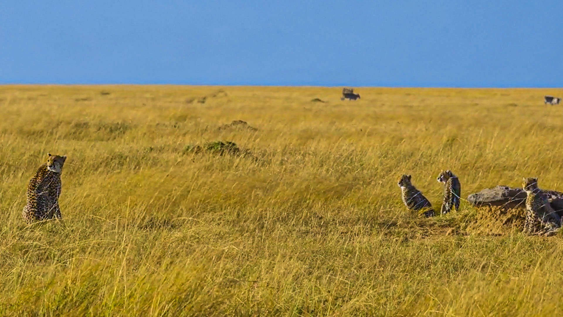 Cheetah Hunts Impala While Teaching Three Cubs