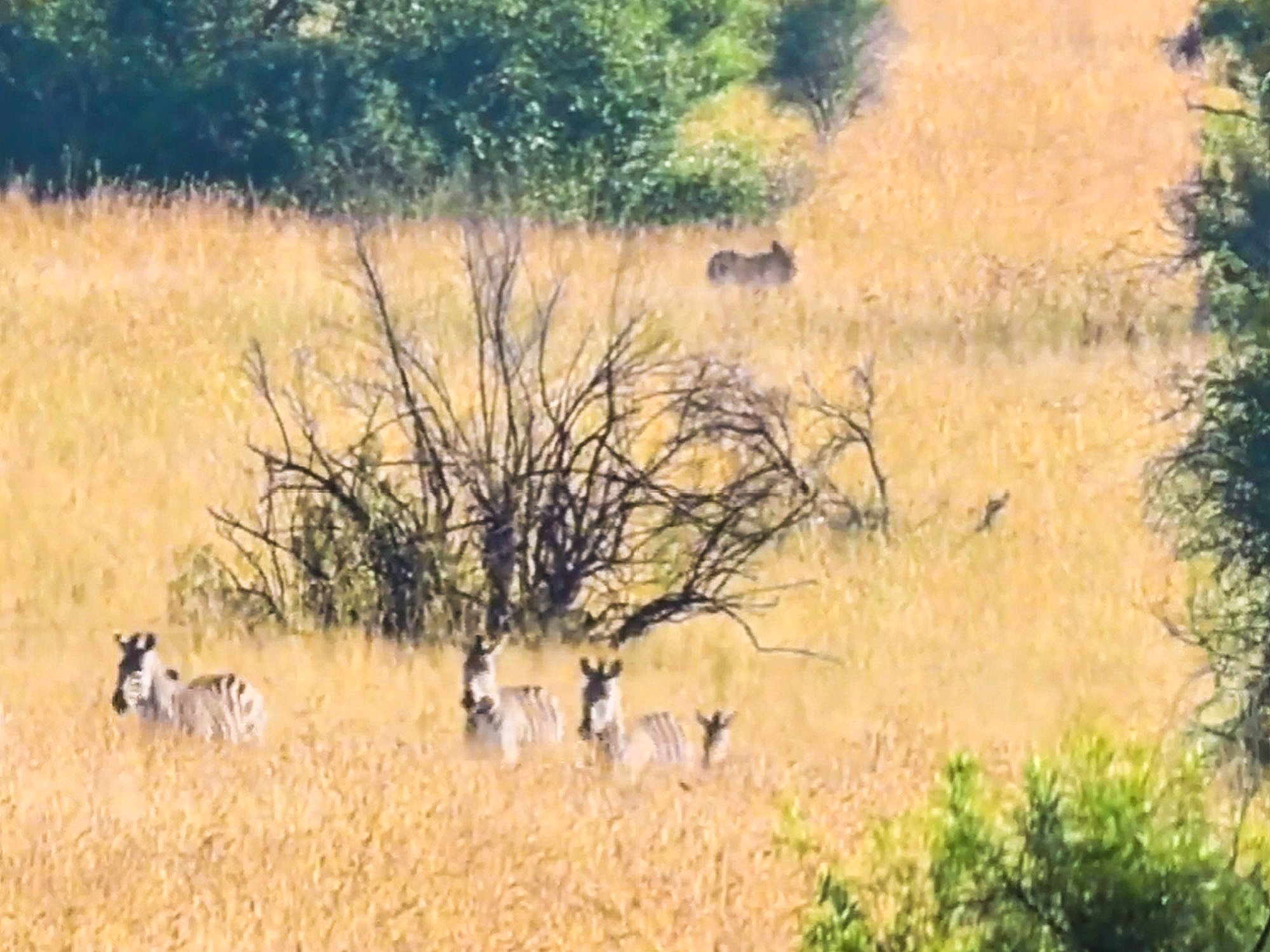Cheetah Kills Zebra Calf, Lions Steal The Prize