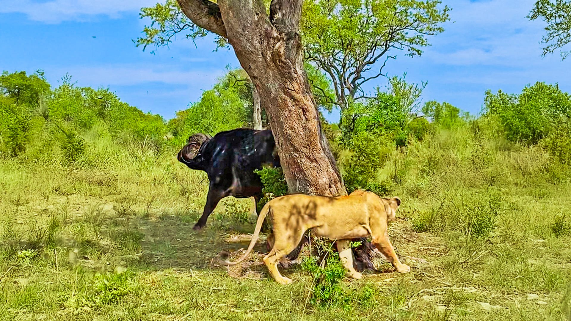 Clever Lion Outsmarts Charging Buffalo 